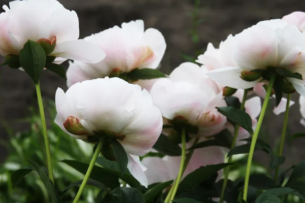 Gros plan sur la pivoine blanche — Photo