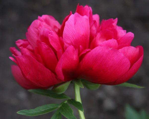 Pink peony — Stock Photo, Image