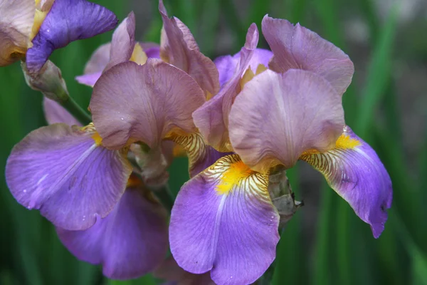 Gros plan sur la fleur d'iris — Photo