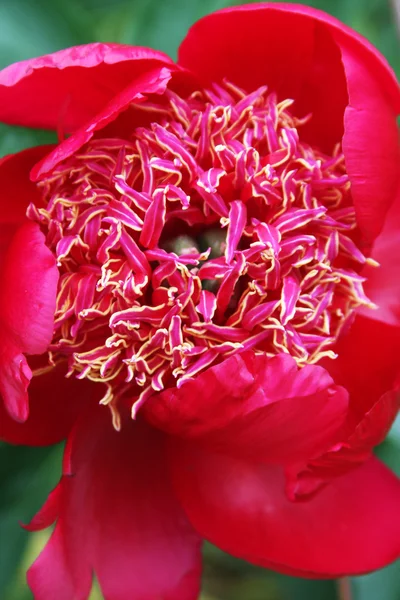 Güzel pembe peonies — Stok fotoğraf