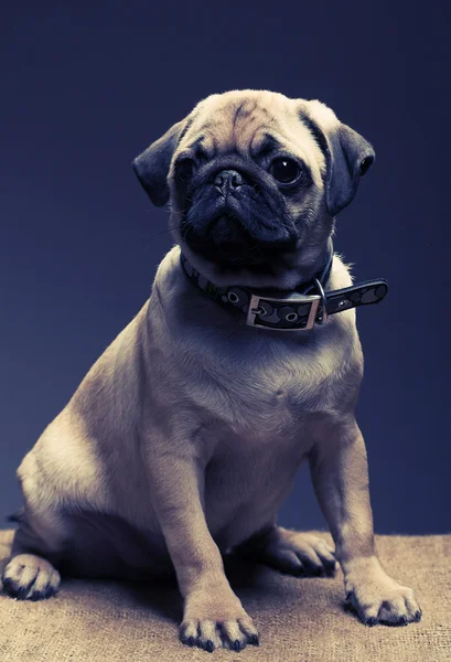 Köpek pug. Stüdyo vurdu. — Stok fotoğraf