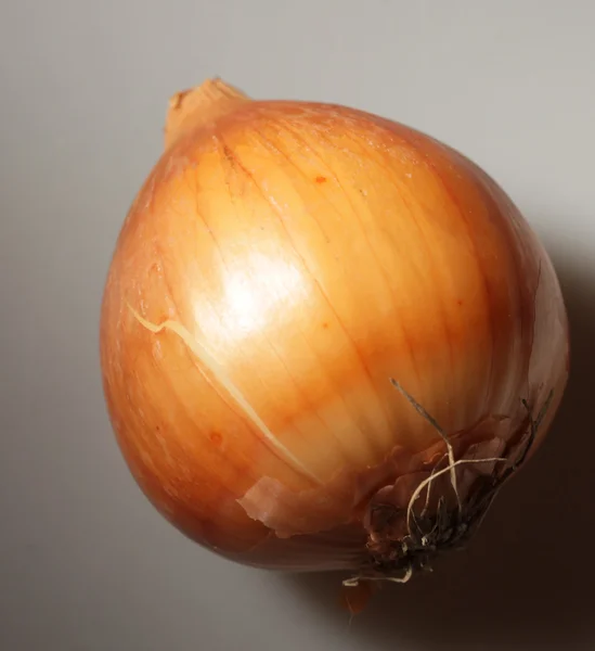 Onion on gray background. studio shot. — Stock Photo, Image