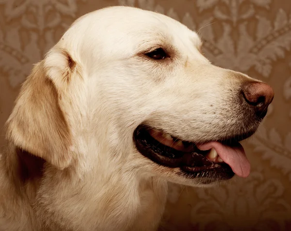 Golden retriever hund — Stockfoto