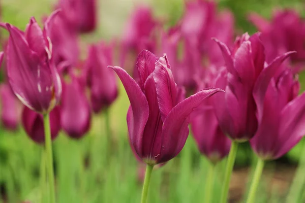 Tulipanes rosados en el jardín — Foto de Stock