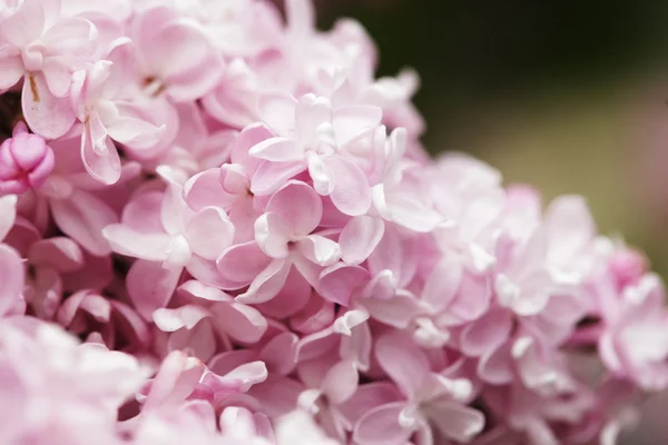 Lilac flowers in spring — Stock Photo, Image