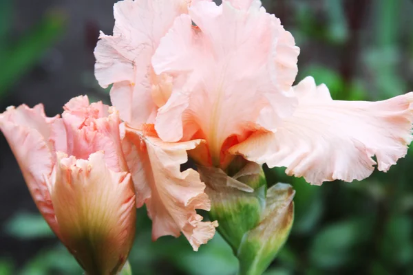 Pink Irises bsoming — стоковое фото