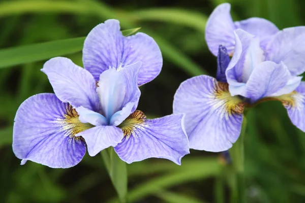 Primer plano de la flor del iris —  Fotos de Stock