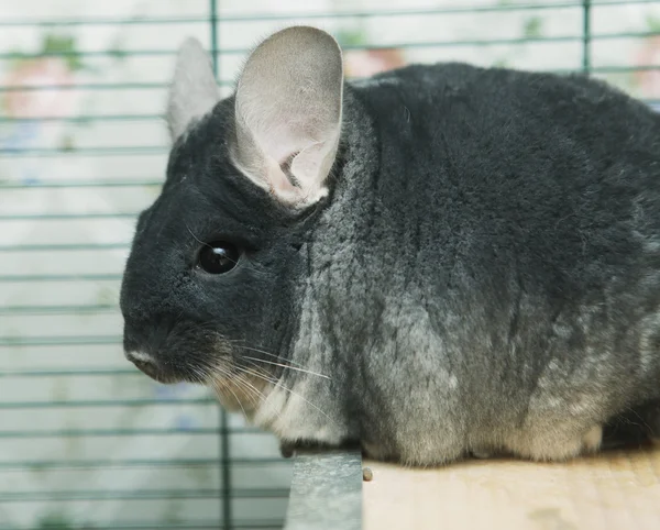 Chinchilla sitting in a cage — Stock Photo, Image
