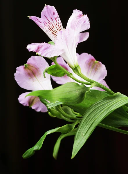 Flores violetas alstroemeria — Fotografia de Stock