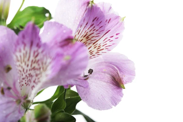 Пурпурні та сині квіти alstroemeria — стокове фото