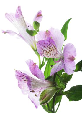 mor çiçekler alstroemeria