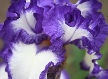 Güzel parlak irisler