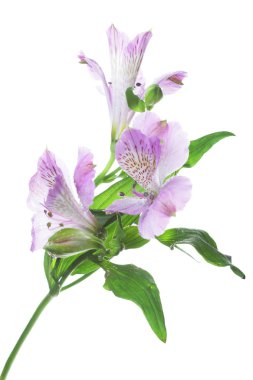mor çiçekler alstroemeria