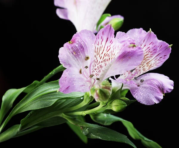 Flores violetas alstroemeria — Fotografia de Stock