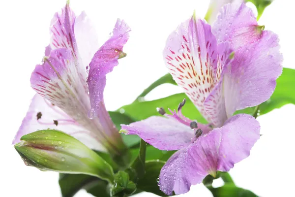Violet flowers alstroemeria — Stock Photo, Image