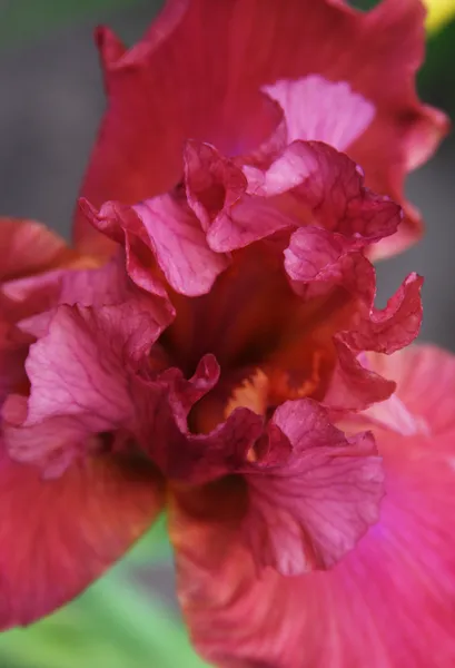 Hermosos iris brillantes —  Fotos de Stock