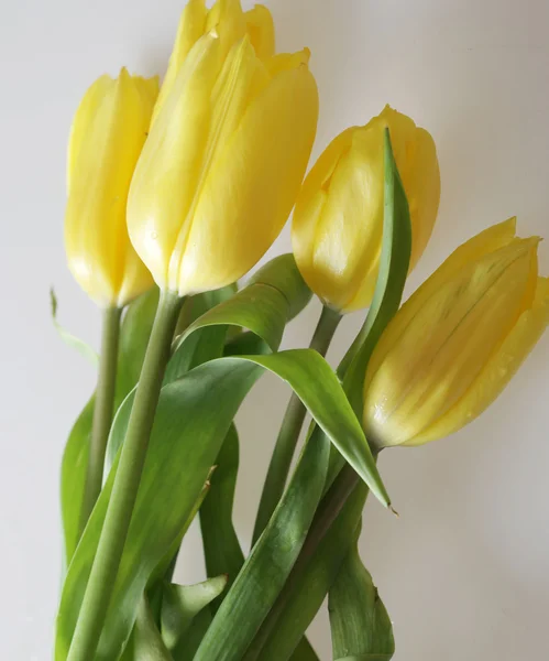 Tulipani gialli — Foto Stock