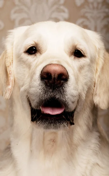 Golden retriever dog — Stock Photo, Image