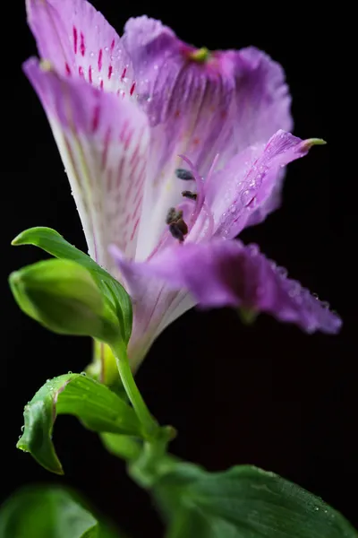 바이올렛 꽃 alstroemeria — 스톡 사진