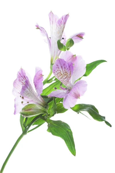 Пурпурні та сині квіти alstroemeria — стокове фото