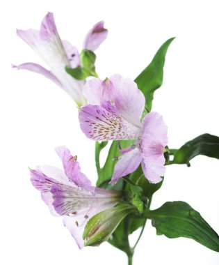 Pembe çiçek alstroemeria