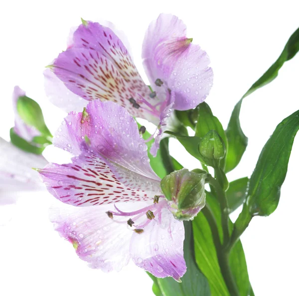 Violet flowers alstroemeria — Stock Photo, Image