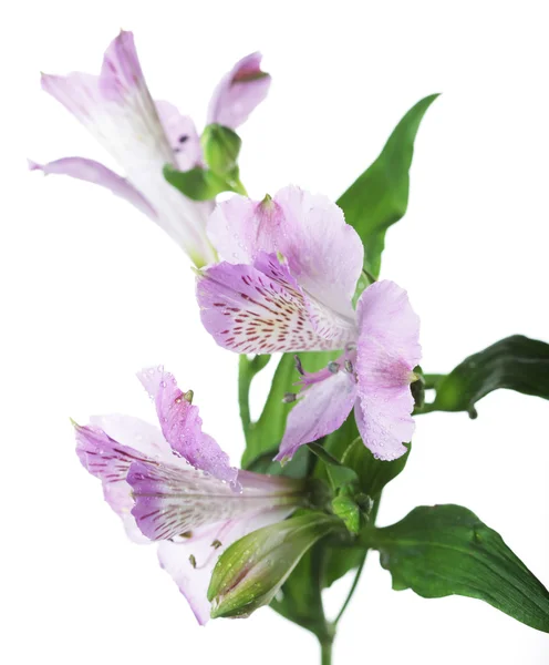 Alstroemeria рожева квітка — стокове фото