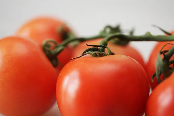 Tomates sur une branche. — Photo