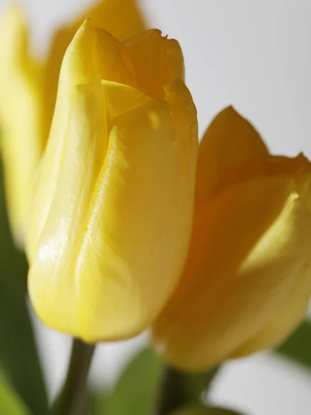 Tulipas amarelas — Fotografia de Stock