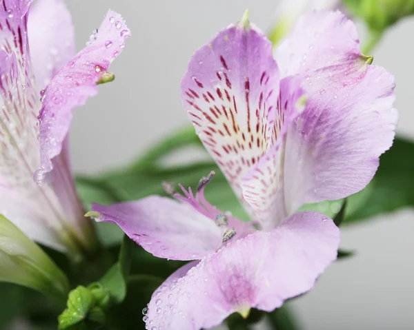 Pembe çiçek alstroemeria — Stok fotoğraf