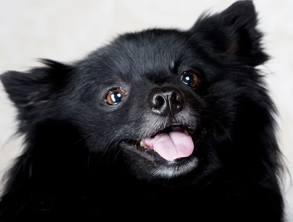 Cane nero con grande sorriso — Foto Stock