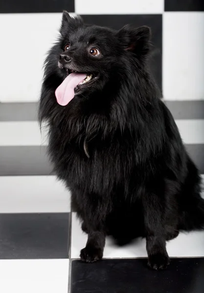 Sort hund med stort smil - Stock-foto