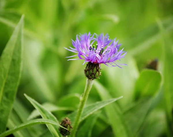 Flowers in a garden — Stock Photo, Image