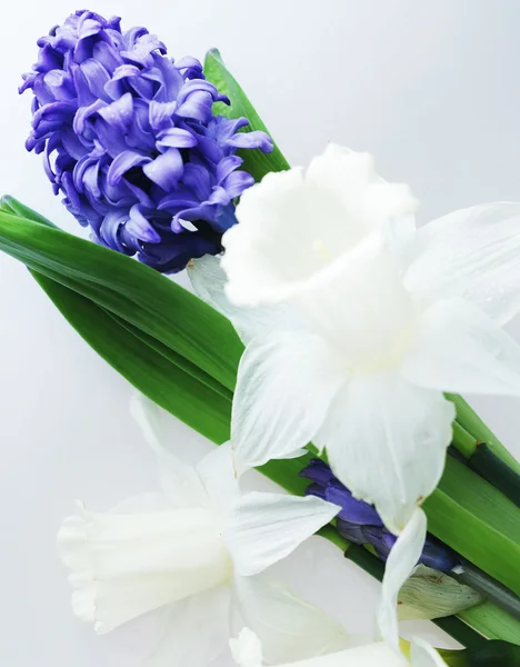 Giacinto blu e narciso bianco — Foto Stock