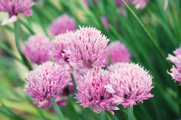 Rosa Klee auf dem Feld — Stockfoto