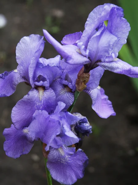 Close-up de flor de íris — Fotografia de Stock