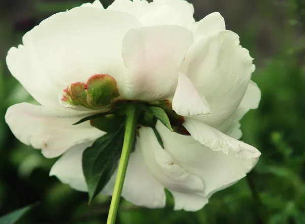 Gros plan sur la pivoine blanche — Photo