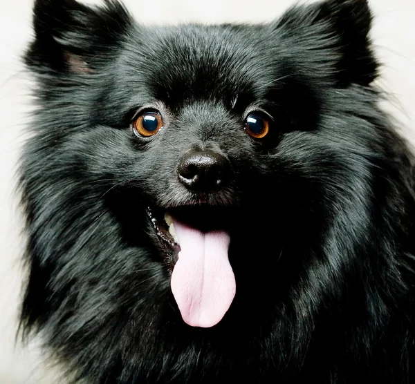 黑犬用灿烂的笑容 — 图库照片