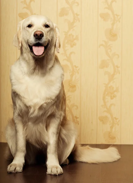 Recupero labrador — Foto Stock