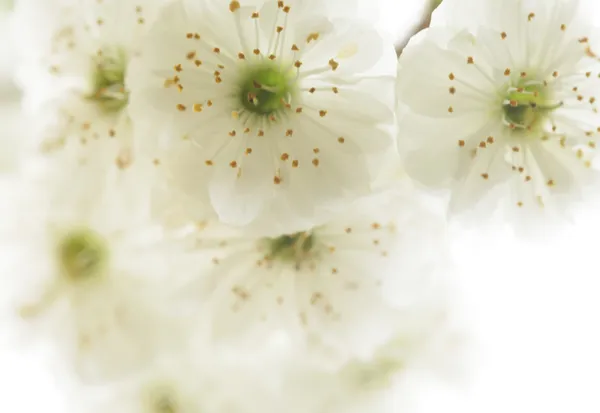 Brindille de belles fleurs blanches en fleurs — Photo