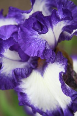 Güzel parlak irisler