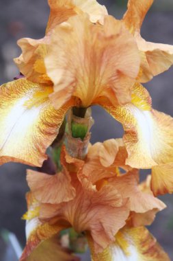 Bahçede açan süsen çiçekleri..