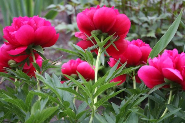 Belle peonie rosa — Foto Stock