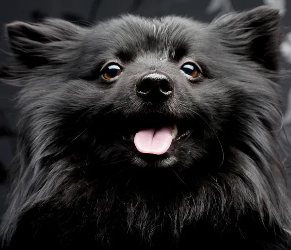 Black dog with big smile — Stock Photo, Image