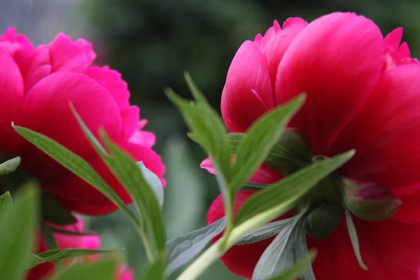Красивые розовые пионы — стоковое фото