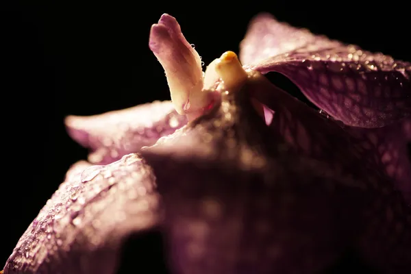 Flor de orquídea púrpura — Foto de Stock