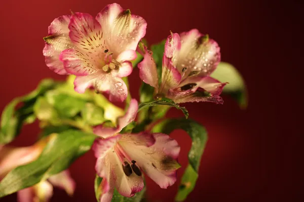 Roze bloemen — Stockfoto