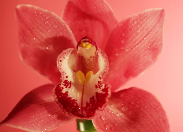 Růžová orchidej květina zblízka — Stock fotografie