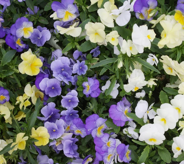 Viola květinová pole — Stock fotografie