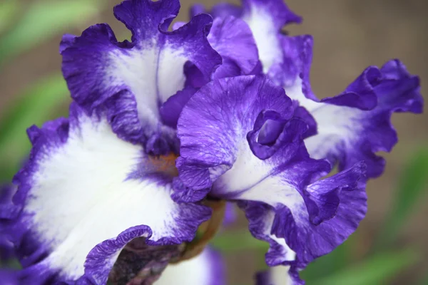 Beautiful bright irises — Stock Photo, Image